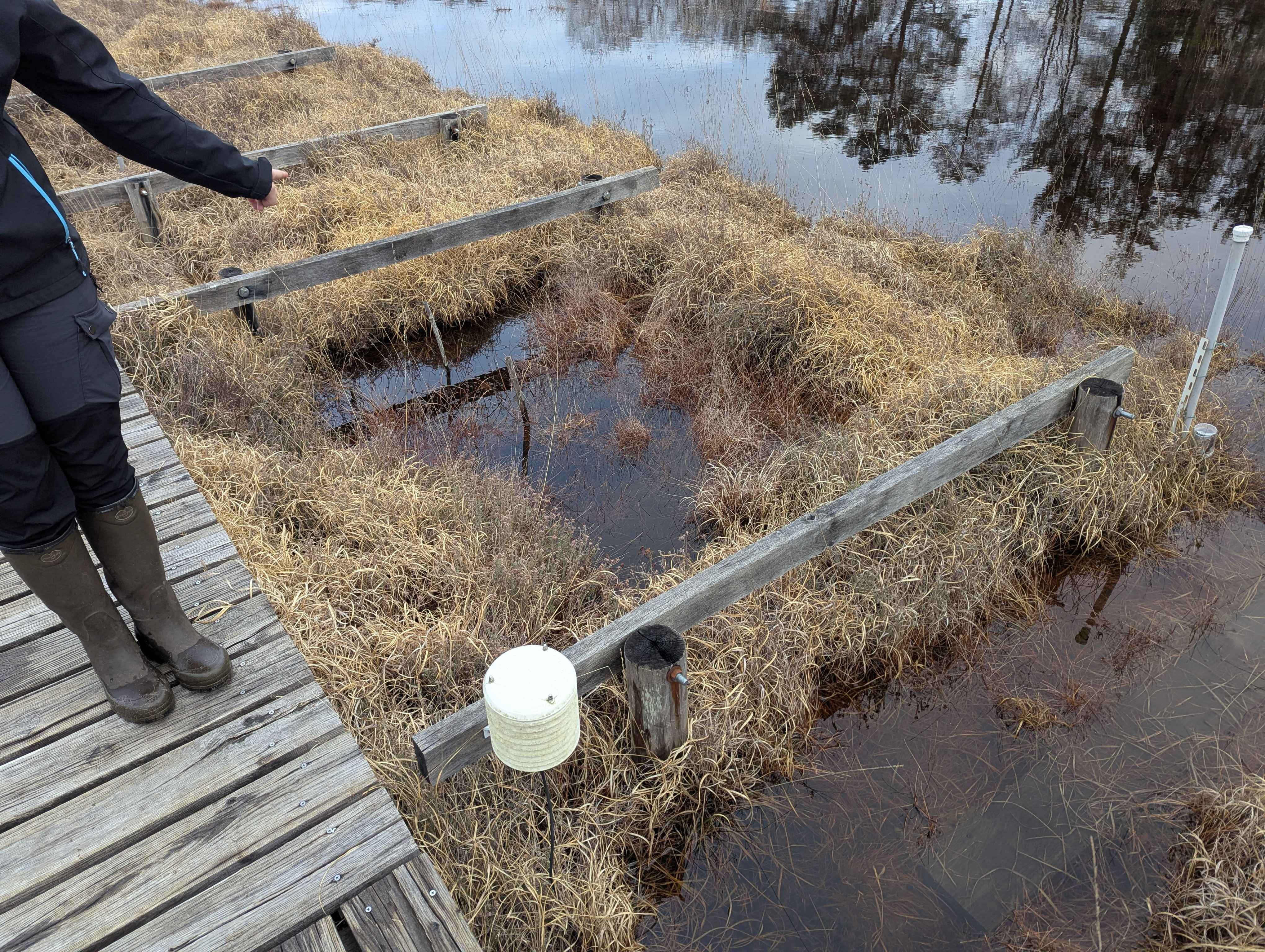 Photographie des expériences de restauration écologique à la tourbière de la Guette — 20/02/2026 Nathan Rissot